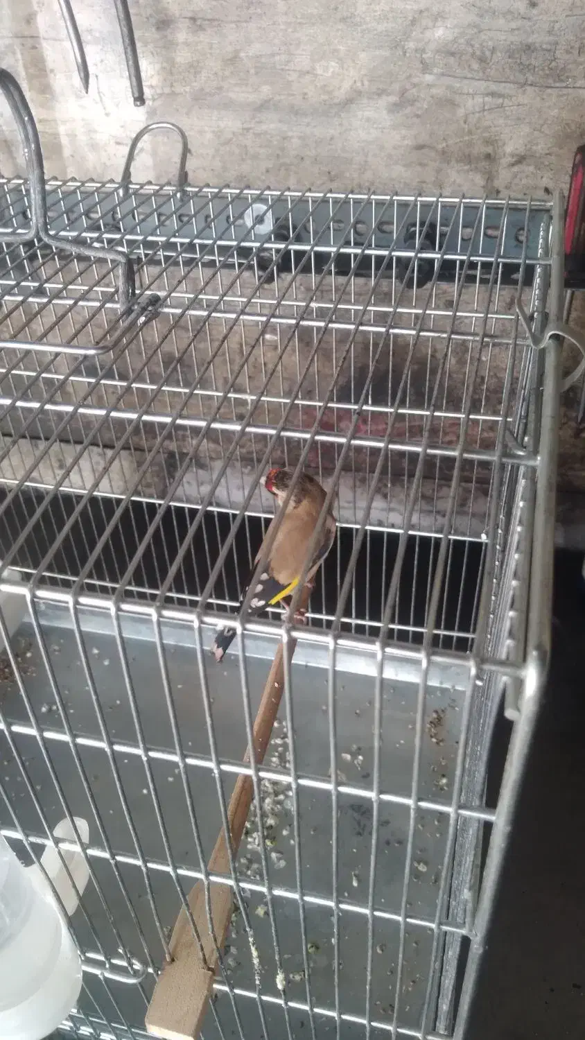 سهره ماده|پرنده|نسیم‌شهر, |دیوار