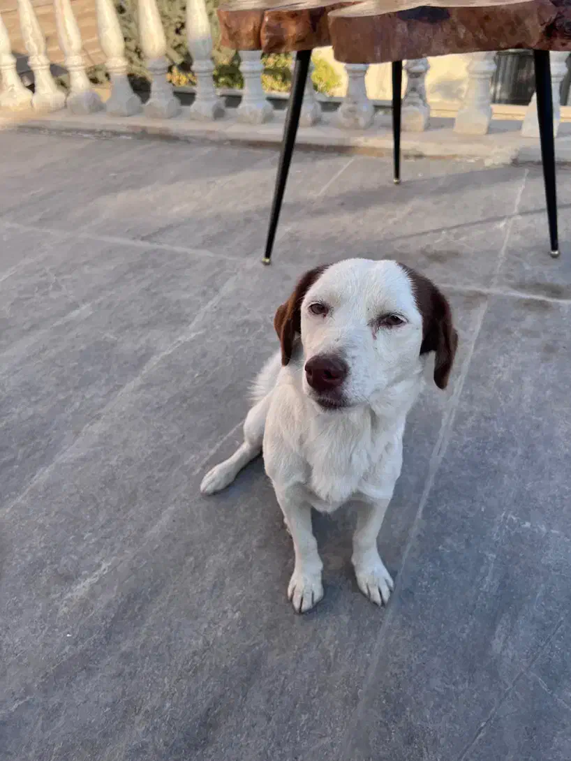 سگ پاکوتاه|سگ|چهارباغ, |دیوار