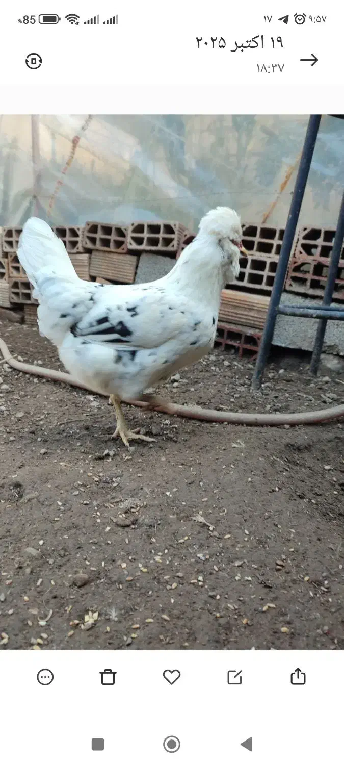 گلین مولد اصیل استثنایی ،تخمگذار|حیوانات مزرعه|رامیان, |دیوار