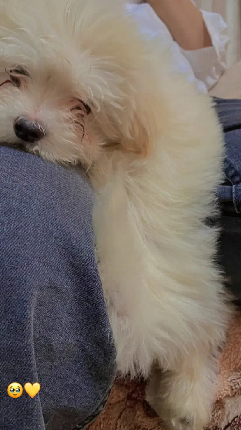 سگ شیتزو تریر|سگ|سیرجان, |دیوار