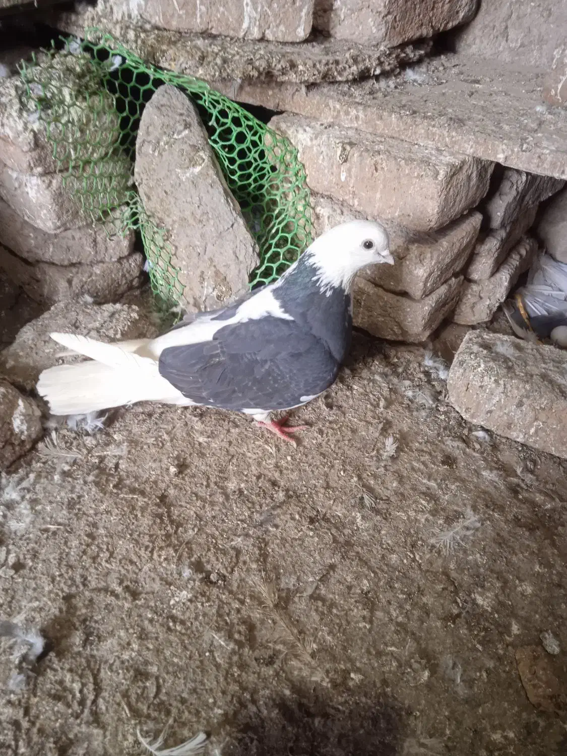 کبوتر|پرنده|اردبیل, |دیوار