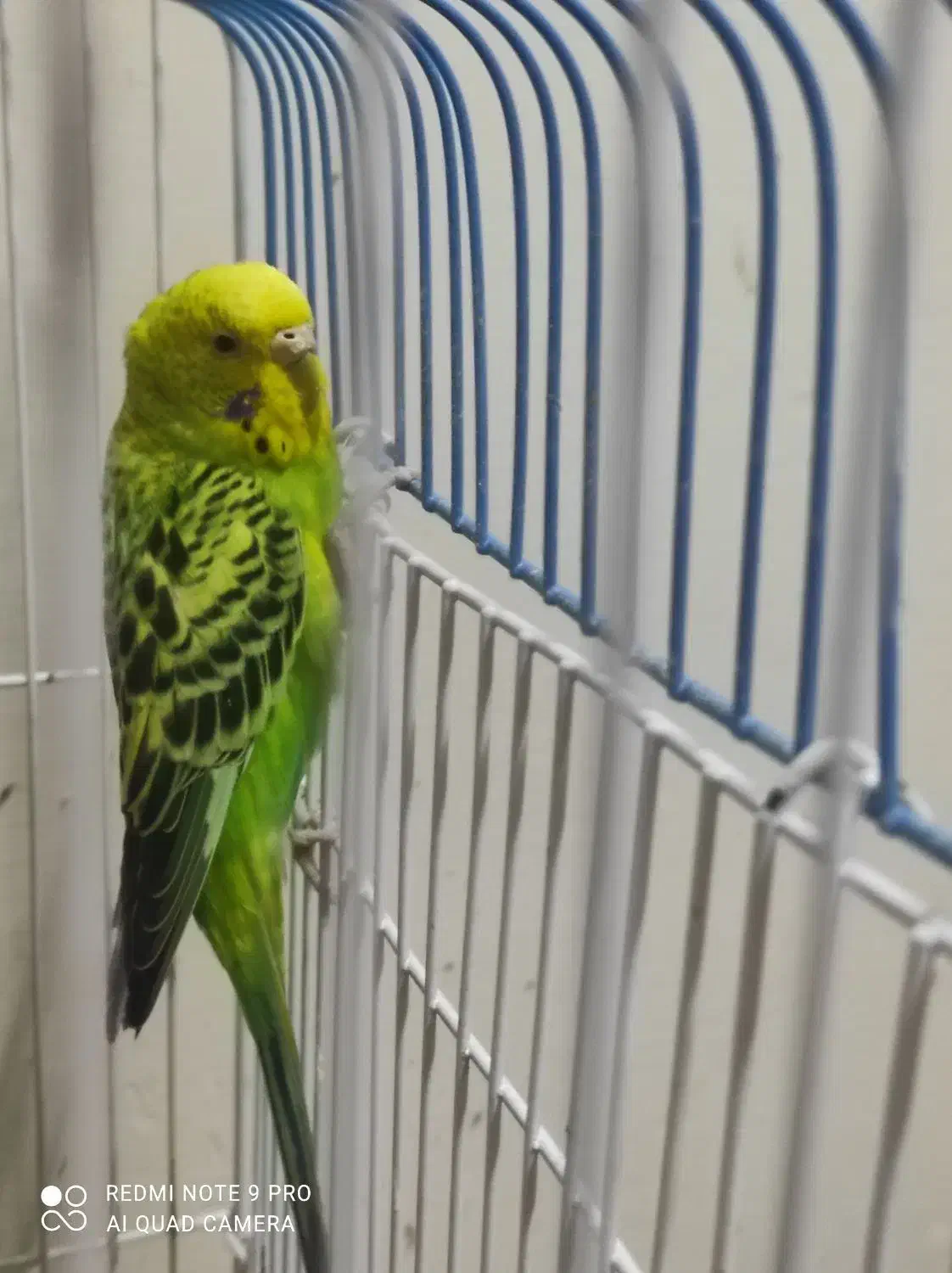 مرغ عشق ماده|پرنده|کرمان, |دیوار