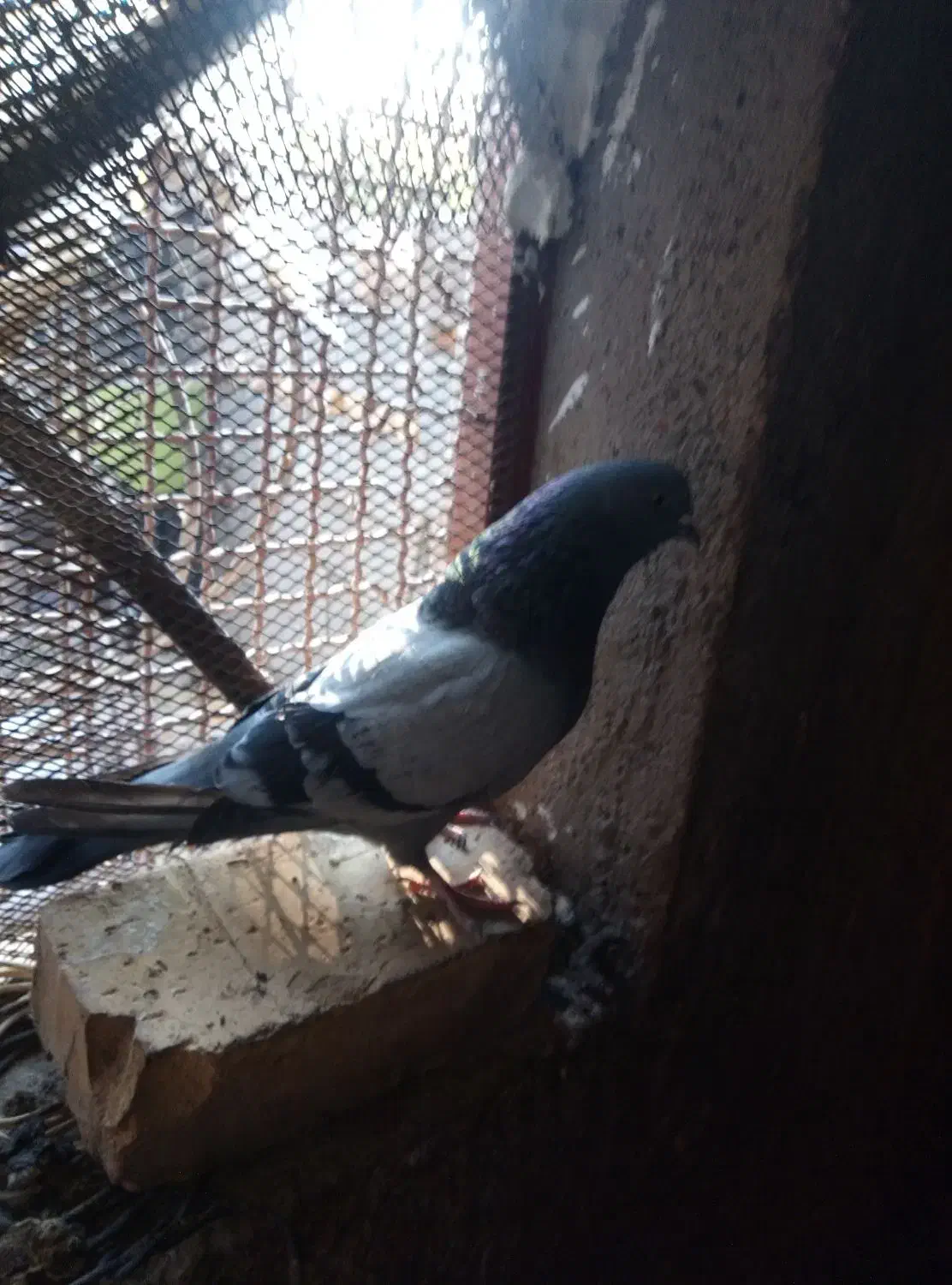 نروماده|پرنده|محلات, |دیوار