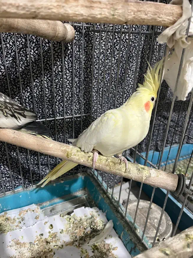 عروس هلندی|پرنده|تهران, حشمتیه|دیوار