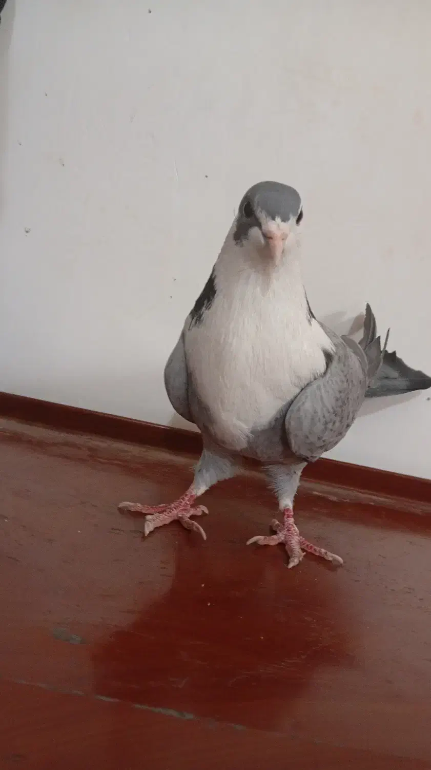 کفتر ریش|پرنده|کرباسک, |دیوار