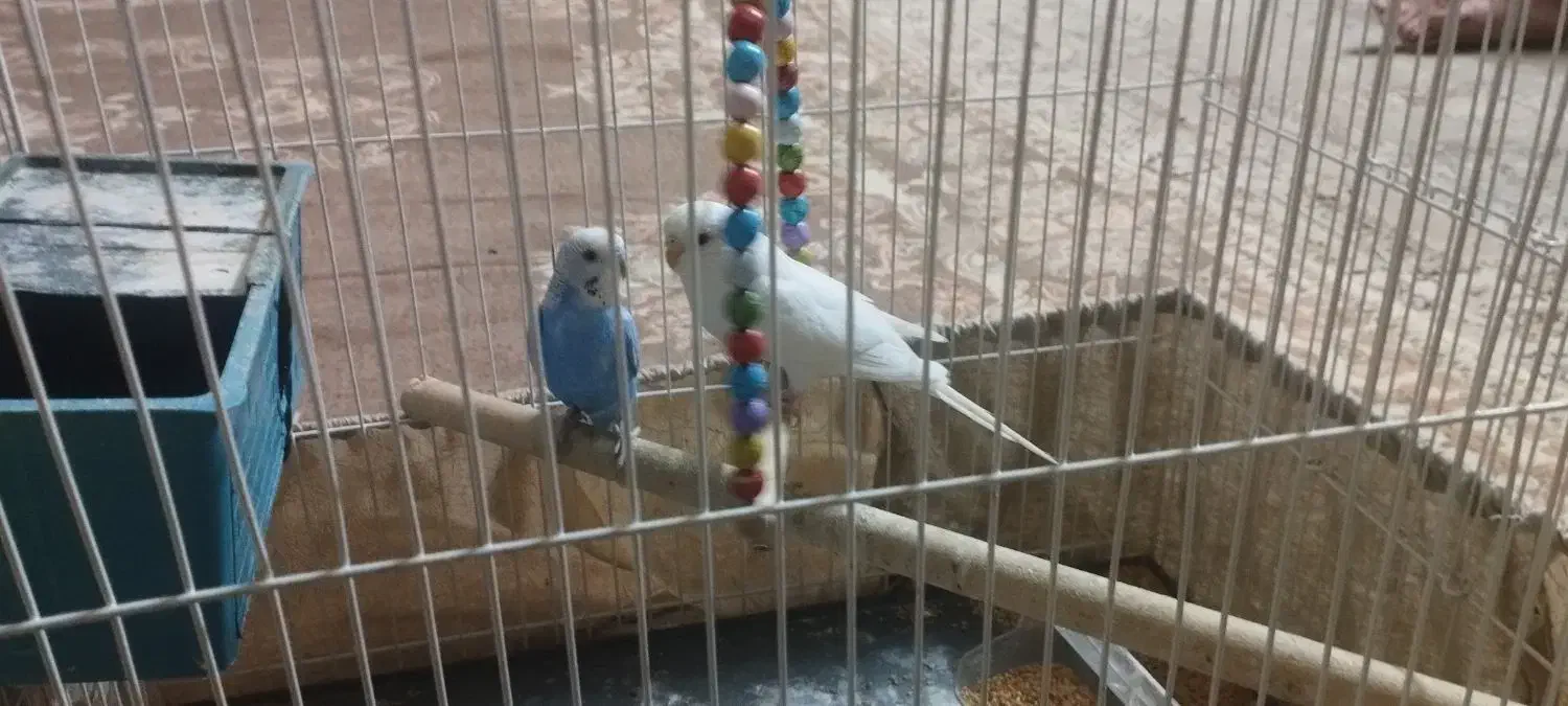 مرغ عشق جفت|پرنده|مشهد, هفت تیر (حافظ)|دیوار