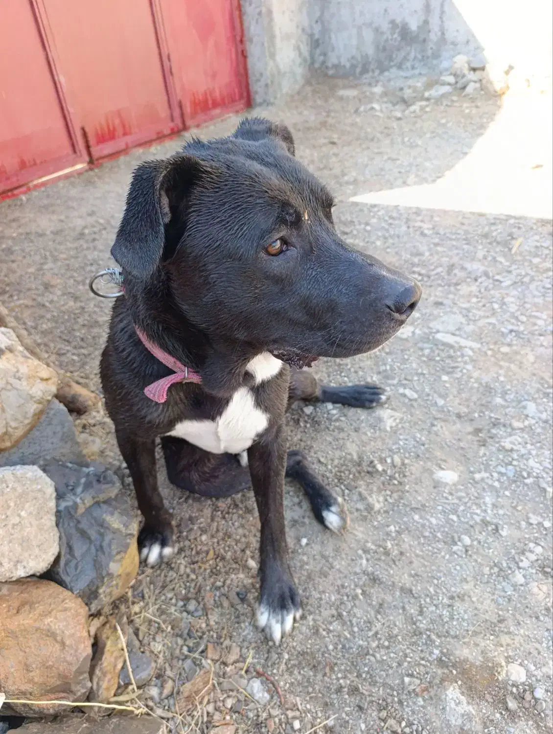 واگذاری|سگ|سیوان, |دیوار