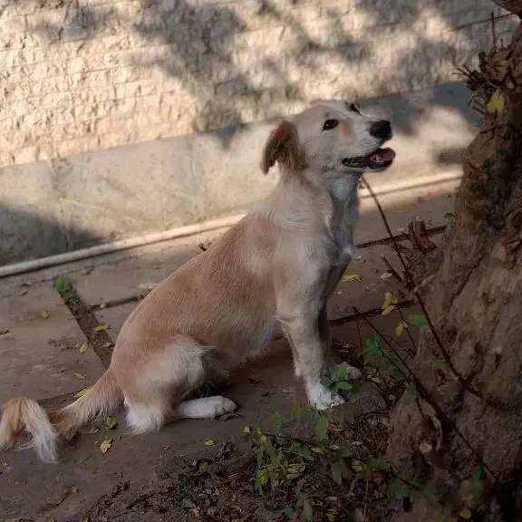 واگذاری رایگان سگ|سگ|آمل, |دیوار