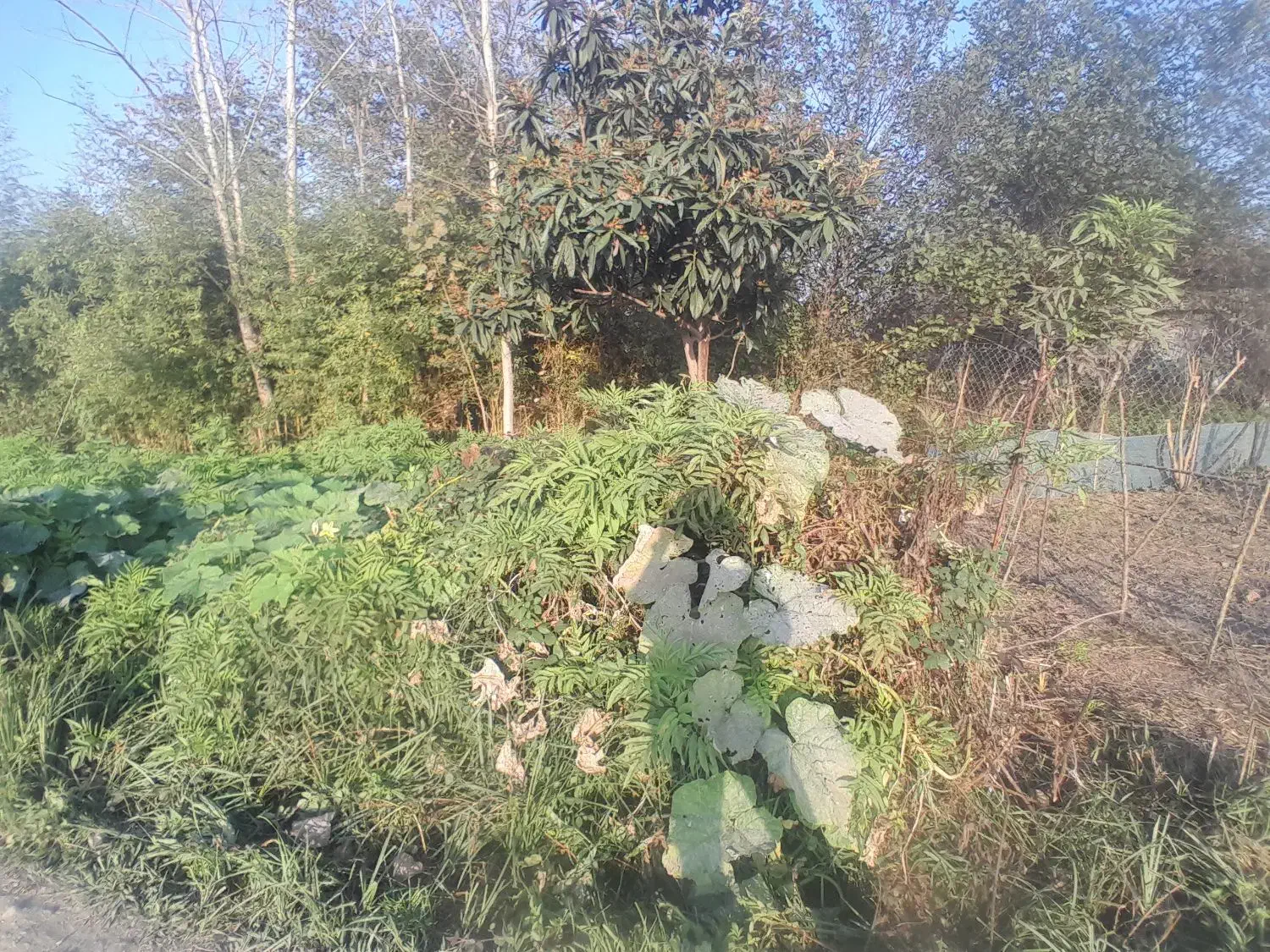 زمین شخصی واقع در شفت|فروش زمین و ملک کلنگی|رشت, بازار|دیوار