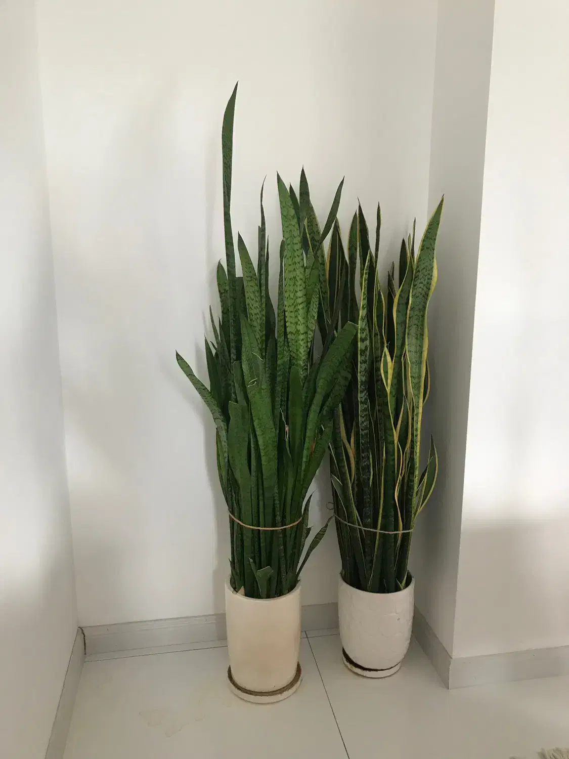 گیاه سانسووریا ساده و ابلق کاملاً باطراوت|گل و گیاه طبیعی|ساری, |دیوار