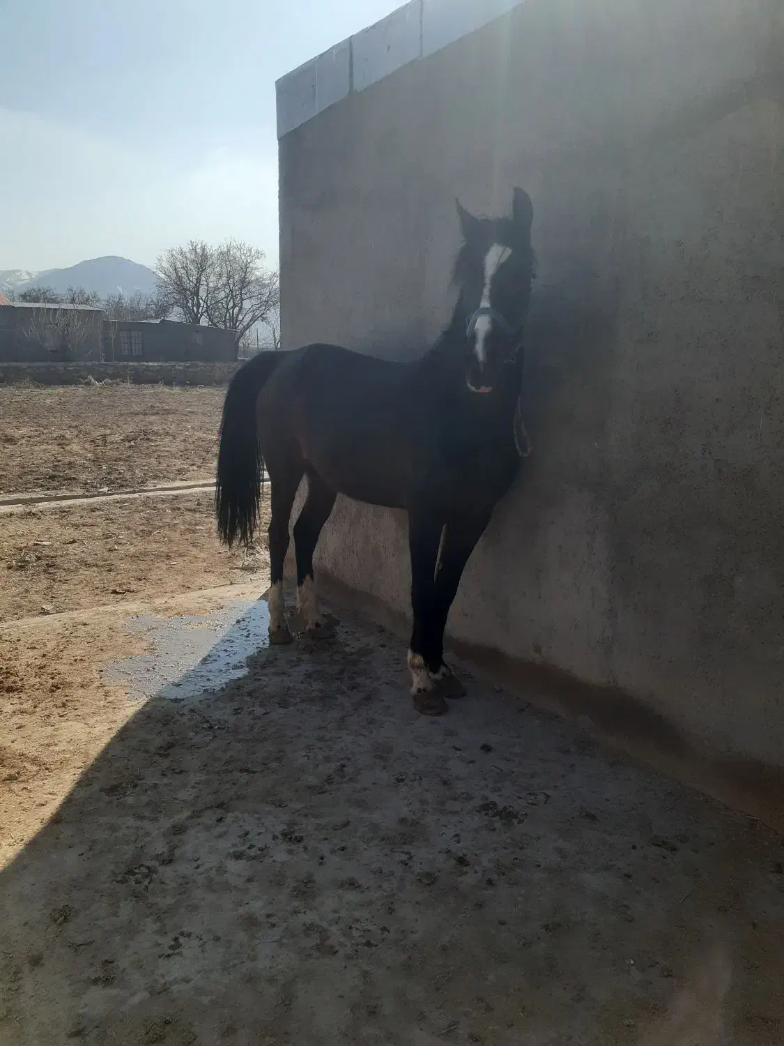 مادیون ۶دنگ همراه کره|اسب و تجهیزات اسبسواری|تفرش, |دیوار