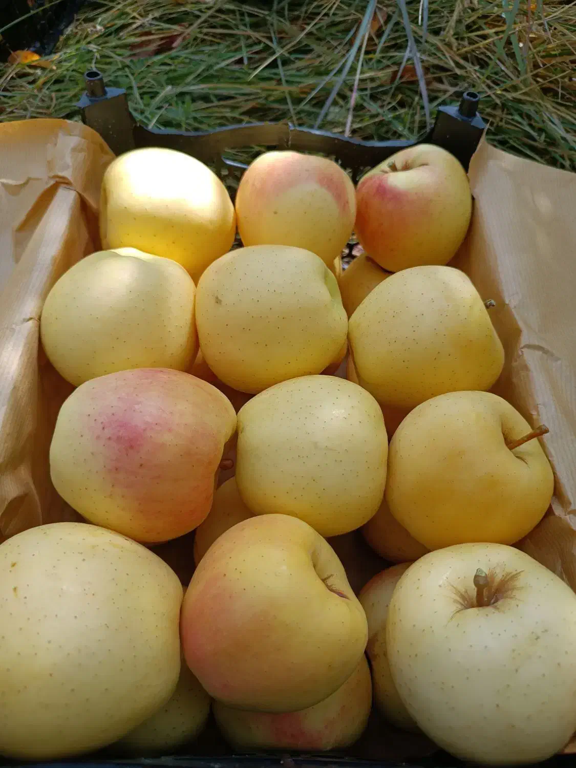 فروش سیب درجه یک لهدراز با بهترین کیفیت و قیمت|خوردنی و آشامیدنی|گندمان, |دیوار