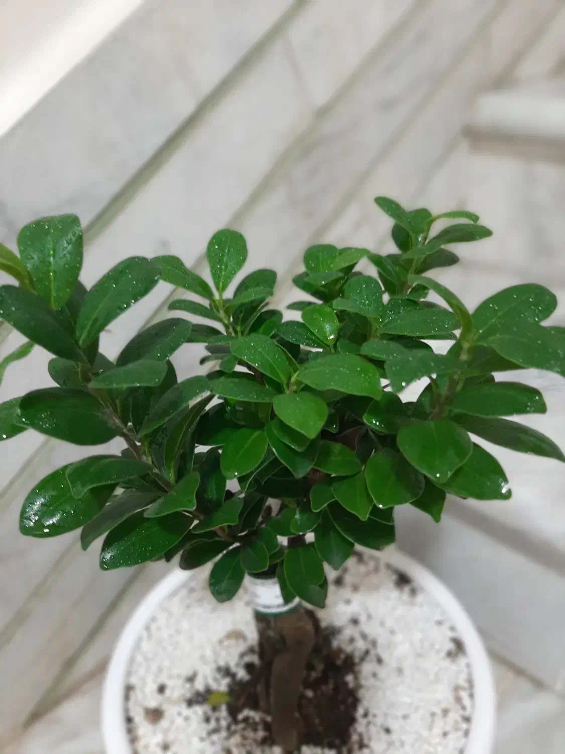 گل بونسای زیبا|گل و گیاه طبیعی|نظرآباد, نظرآباد|دیوار