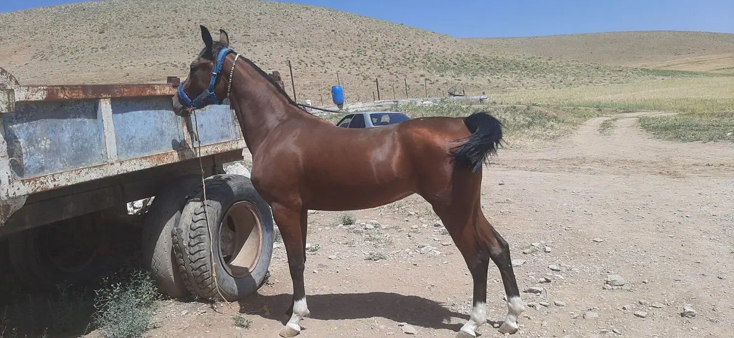 مادیون درشوری|اسب و تجهیزات اسب‌سواری|فارسان, |دیوار