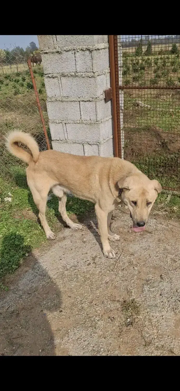 سگ پژدر واگذاری|سگ|چابکسر, |دیوار