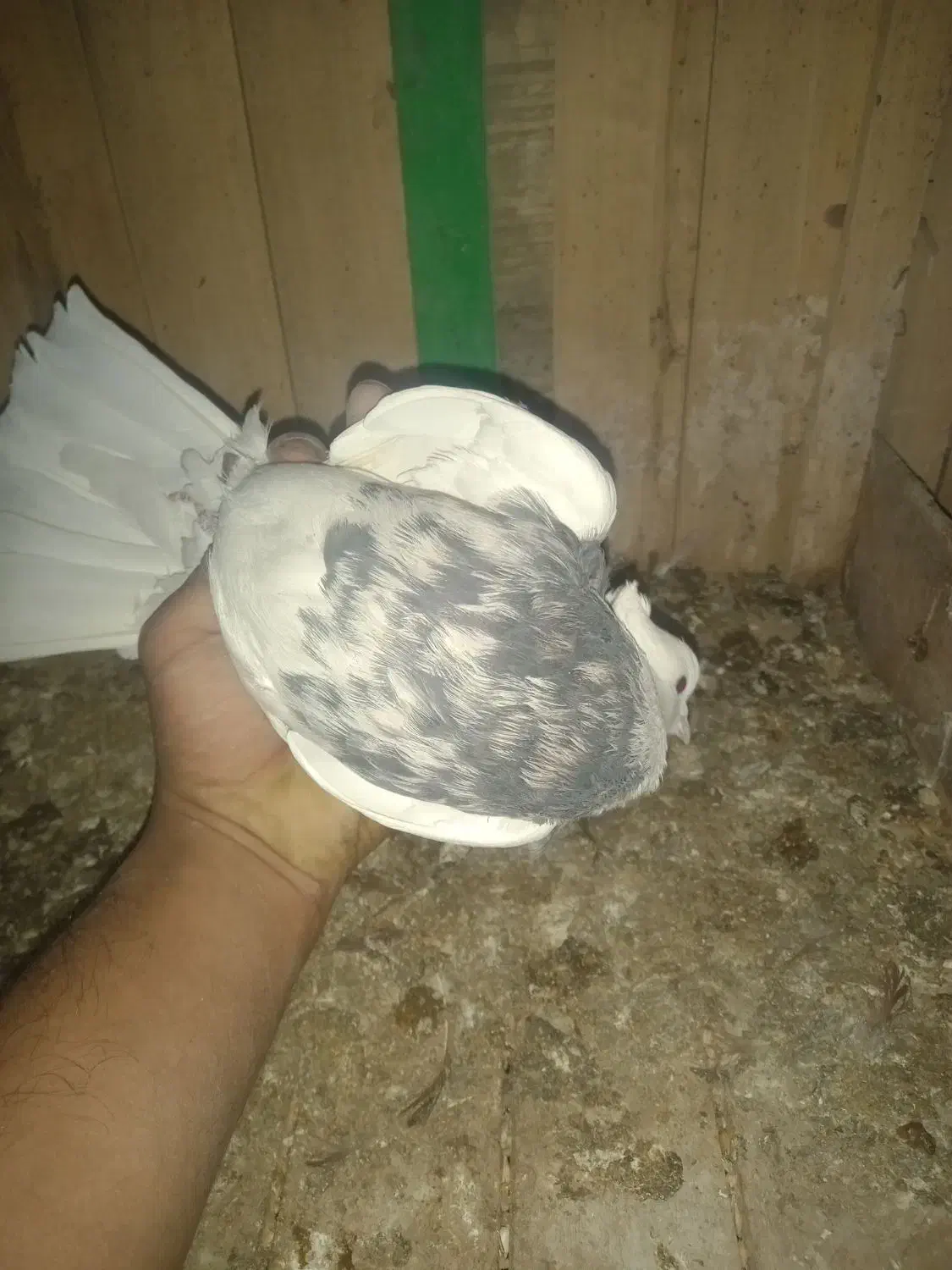 کبوتر رنگی طوقی سرور سینه ای کلدم پشدار|پرنده|قم, شهرک مهدیه (مدرس)|دیوار