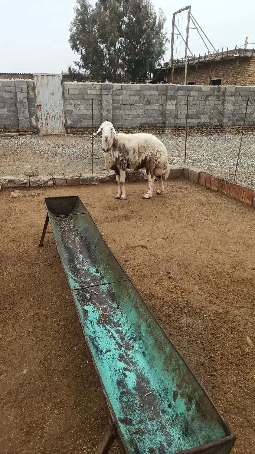 قوچ پلنگی جنس بالا|حیوانات مزرعه|انبارآلوم, |دیوار