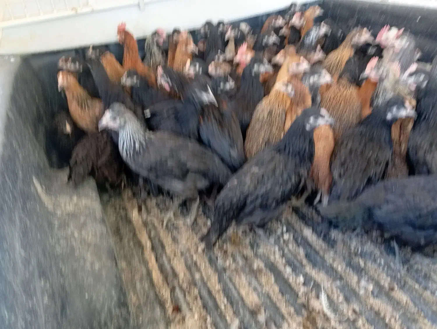 جوجه 3ماهه|حیوانات مزرعه|چرام, |دیوار