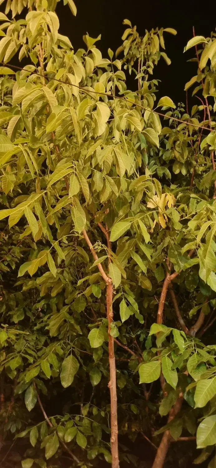 فروش خانه ویلایی ۲۵۰ متری ۲ خوابه روستای ارنان|فروش خانه و ویلا|یزد, |دیوار