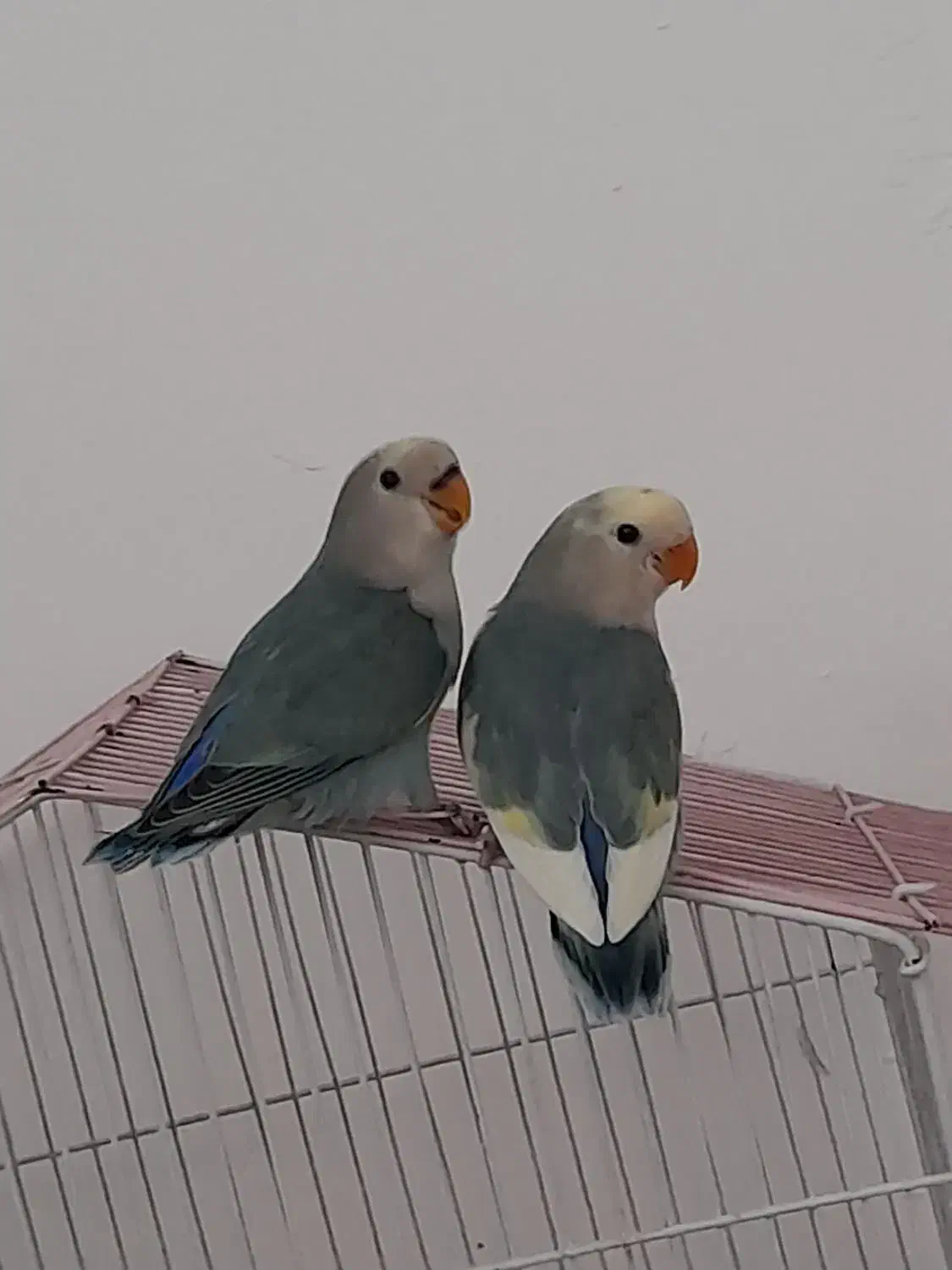 جوجه برزیلی|پرنده|سقز, |دیوار