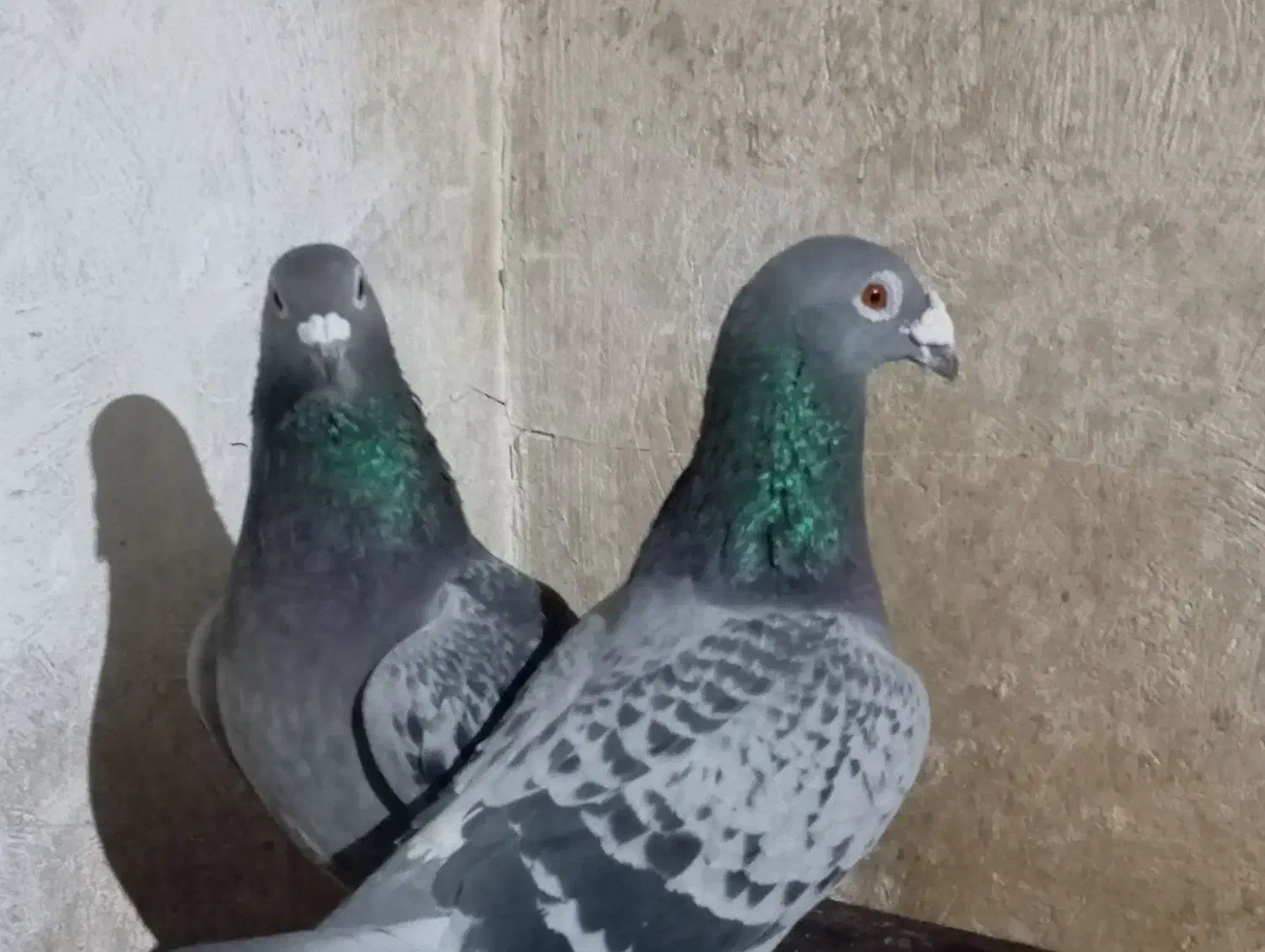 پلاکی|پرنده|شیراز, داریون|دیوار