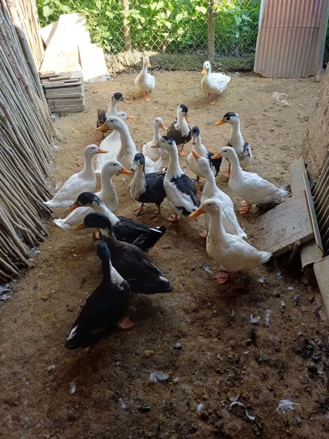 تعدادی اردک جوان|حیوانات مزرعه|طاهرگوراب, |دیوار