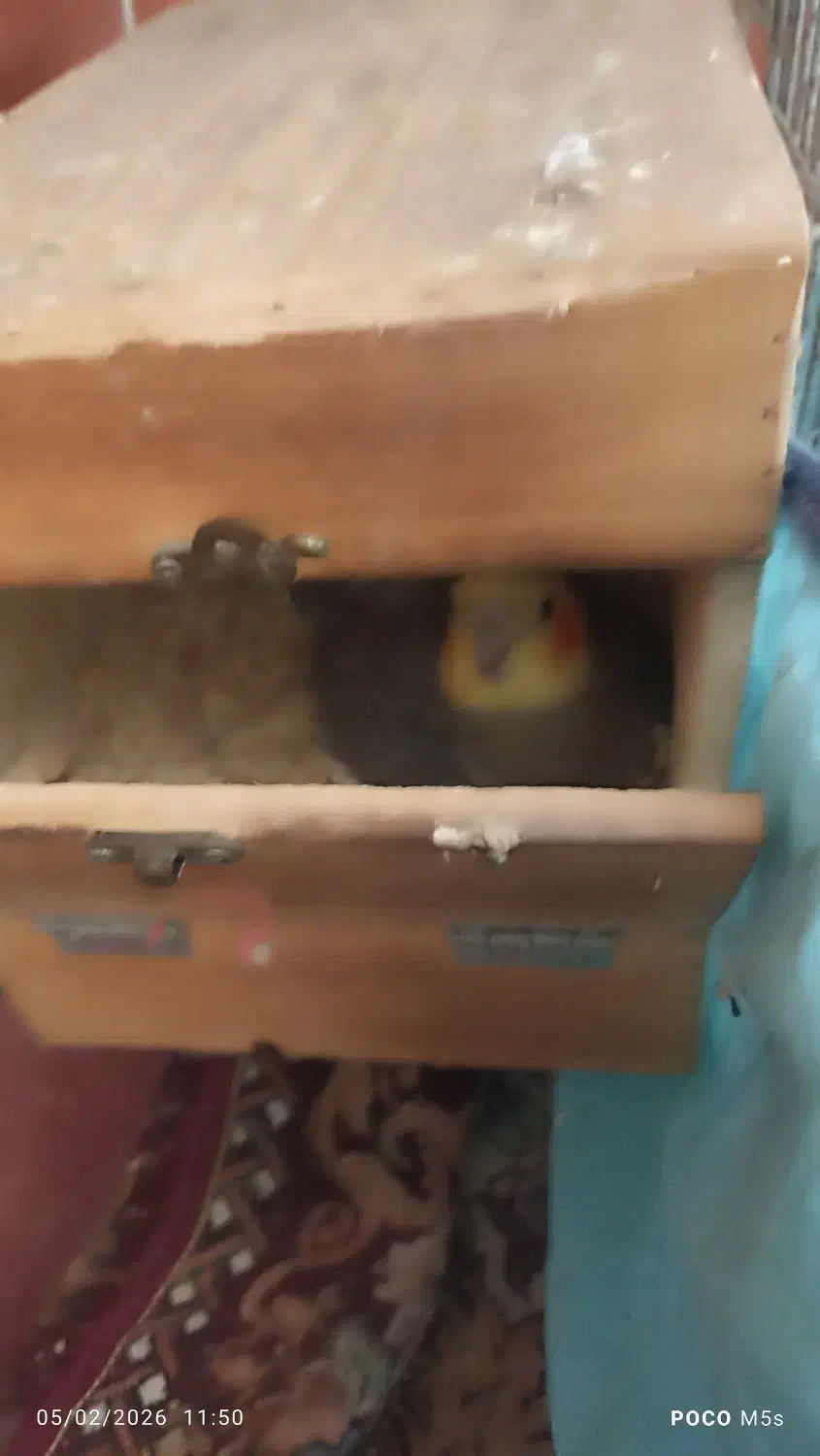 عروس هلندی|پرنده|میناب, |دیوار