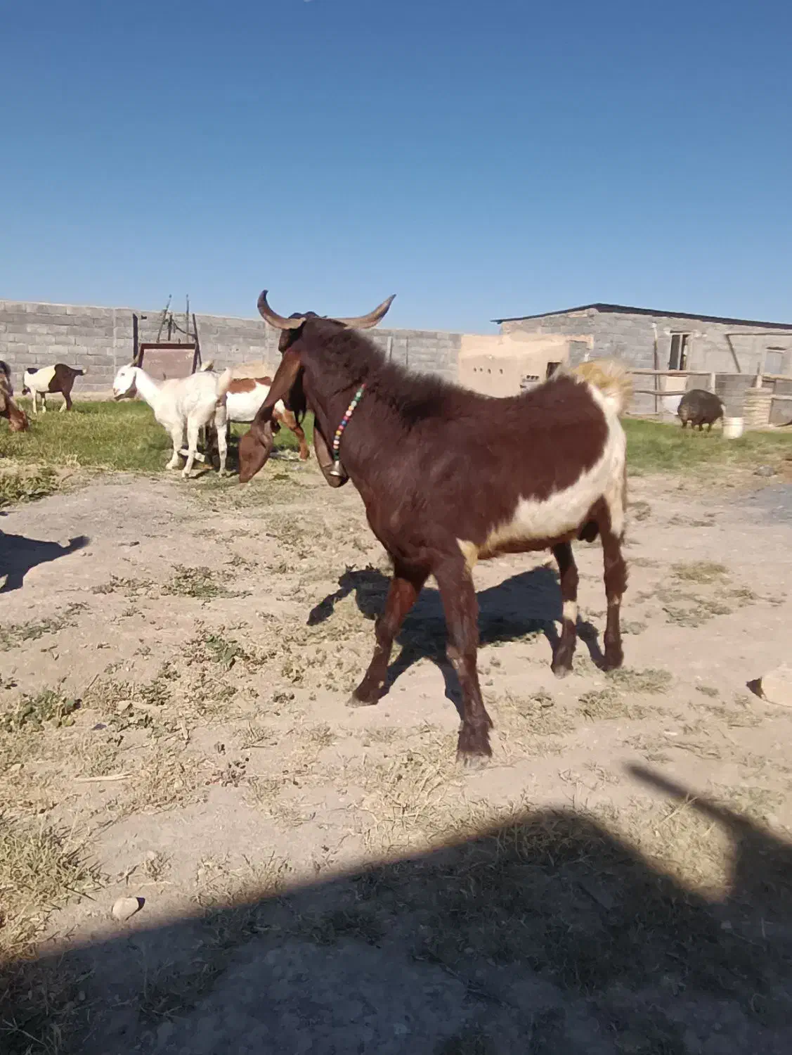 تگه پاکستانی اصل|حیوانات مزرعه|میلاجرد, |دیوار