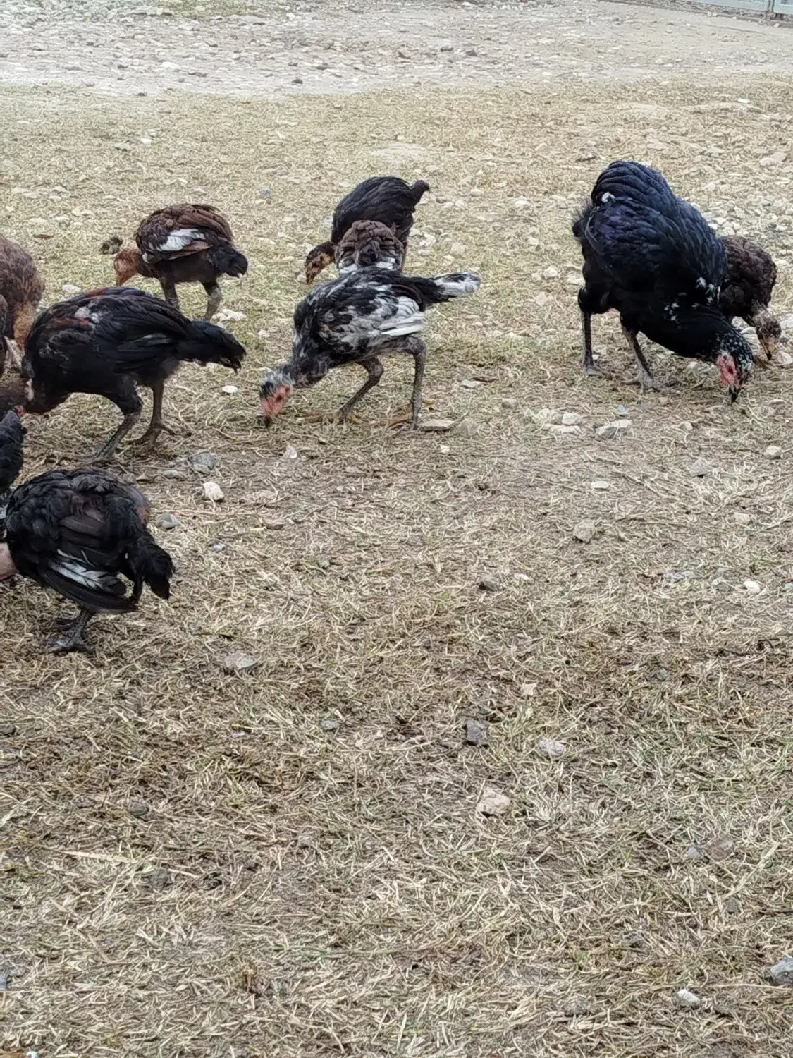 مرغ و جوجه های دو رگ|حیوانات مزرعه|گنبد کاووس, |دیوار