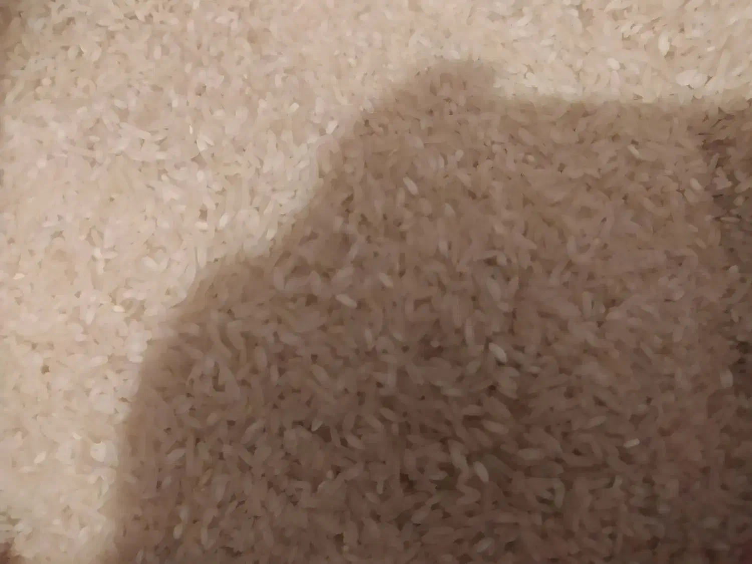 برنج محلی به شرط پخت اصل کامفیروز|خوردنی و آشامیدنی|مرودشت, تامین اجتماعی‎|دیوار