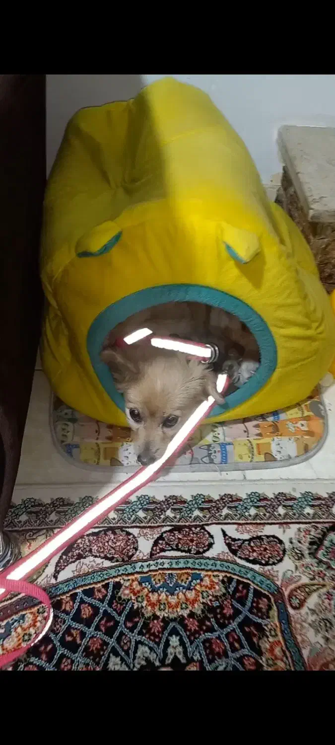 پامرین سگ ماده|سگ|محمدشهر, کوی بهار|دیوار