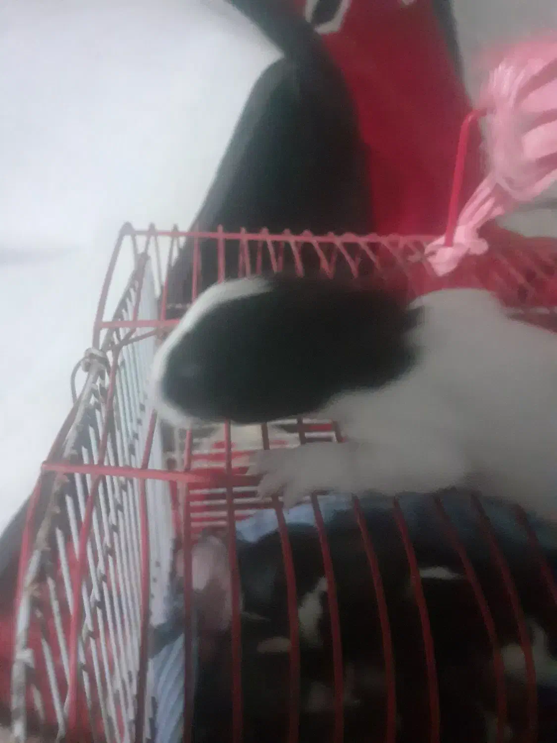 خرگوش دورگ|موش و خرگوش|خرمشهر, |دیوار