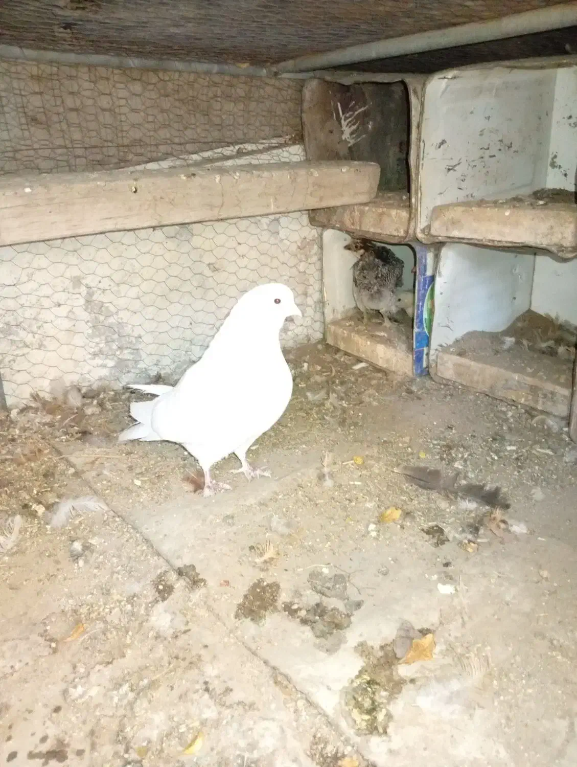 چوری وکفتر|پرنده|یزد, |دیوار