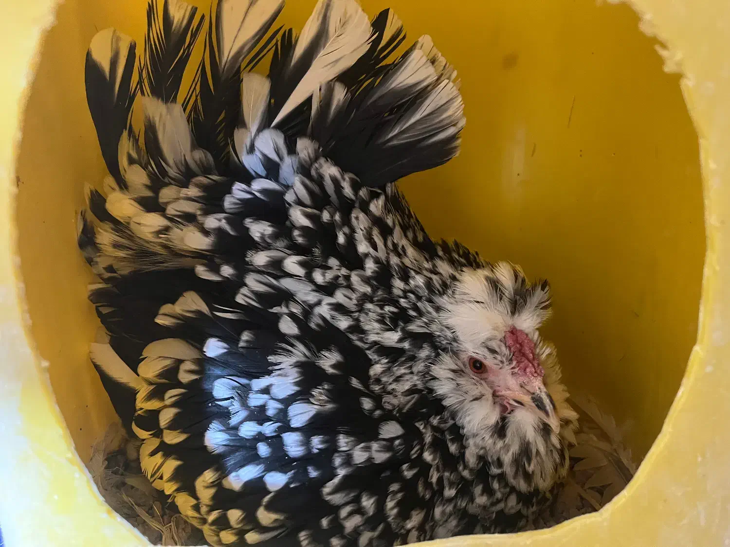 تخم مرغ گلین+جوجه گلین|حیوانات مزرعه|اصفهان, چرخاب|دیوار