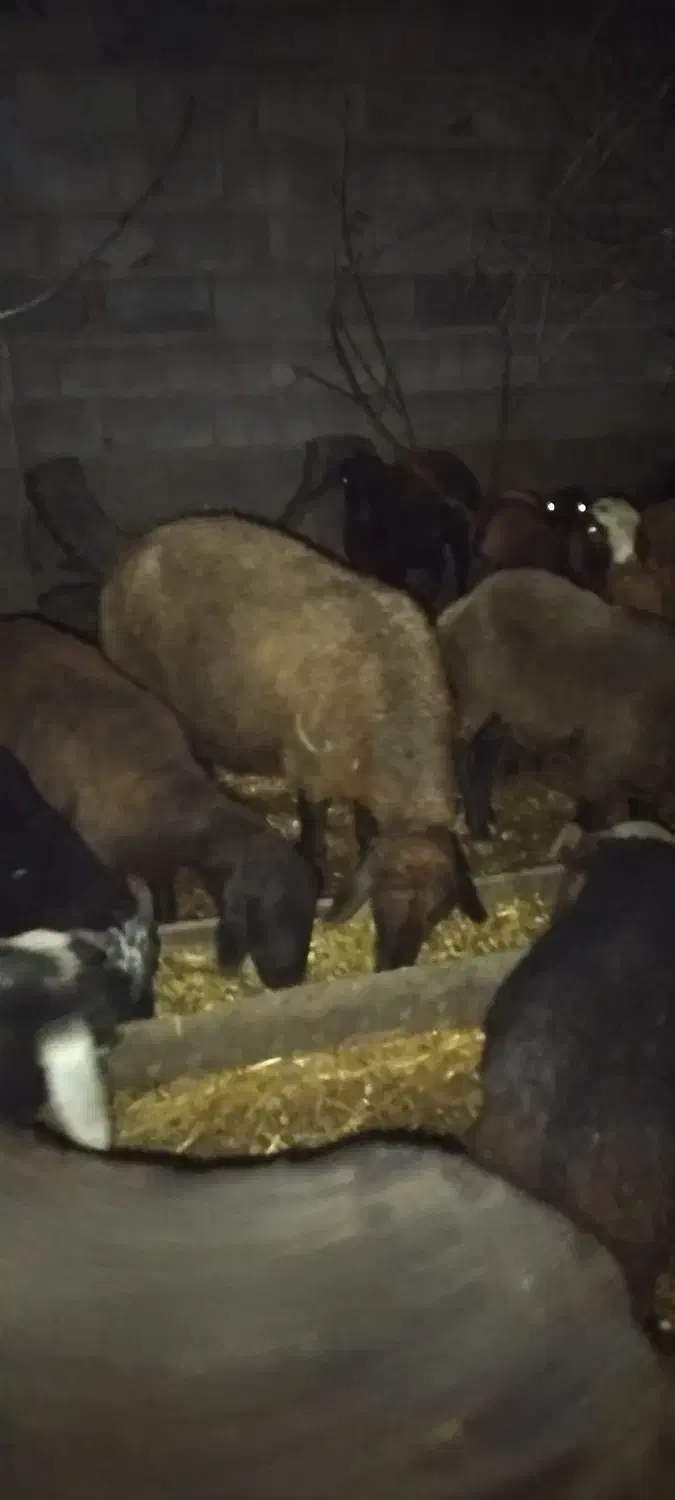 طوقلی و بره فروشی|حیوانات مزرعه|علیآباد کتول, |دیوار