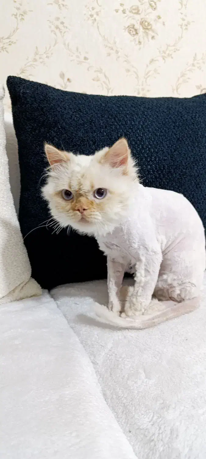 گربه|حیوانات|سنندج, |دیوار