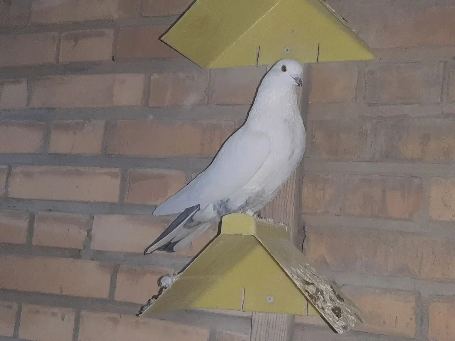 کبوتر شکار فروشی|پرنده|مهاجران, |دیوار