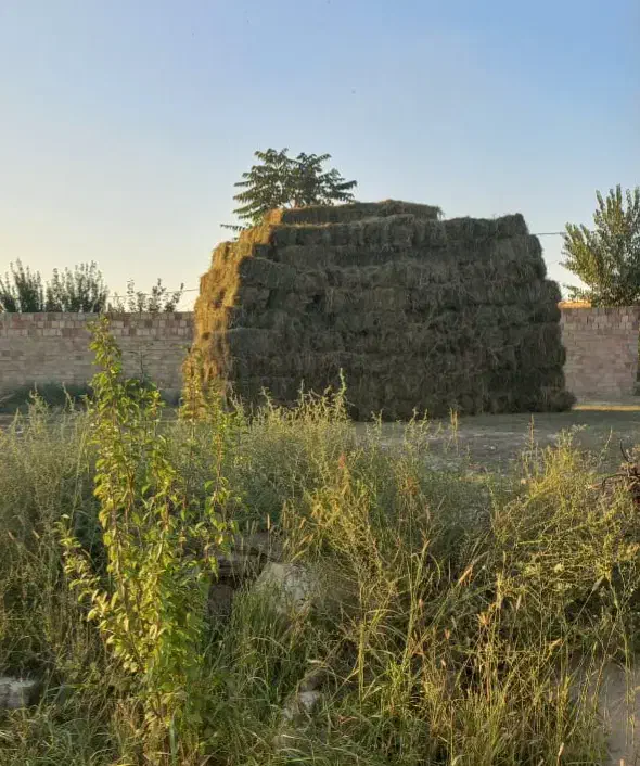 یونجه درجه یک ۲۰۰ عدد|حیوانات مزرعه|پارس‌آباد, |دیوار