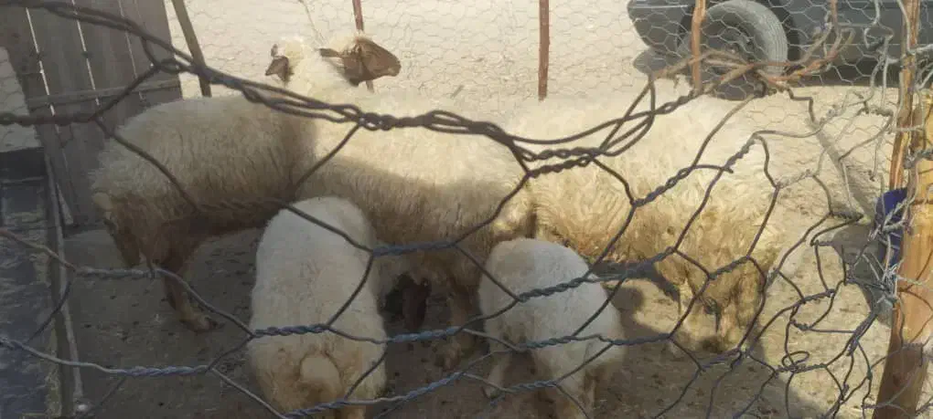 گوسفند و بره|حیوانات مزرعه|مهران (ایلام), |دیوار