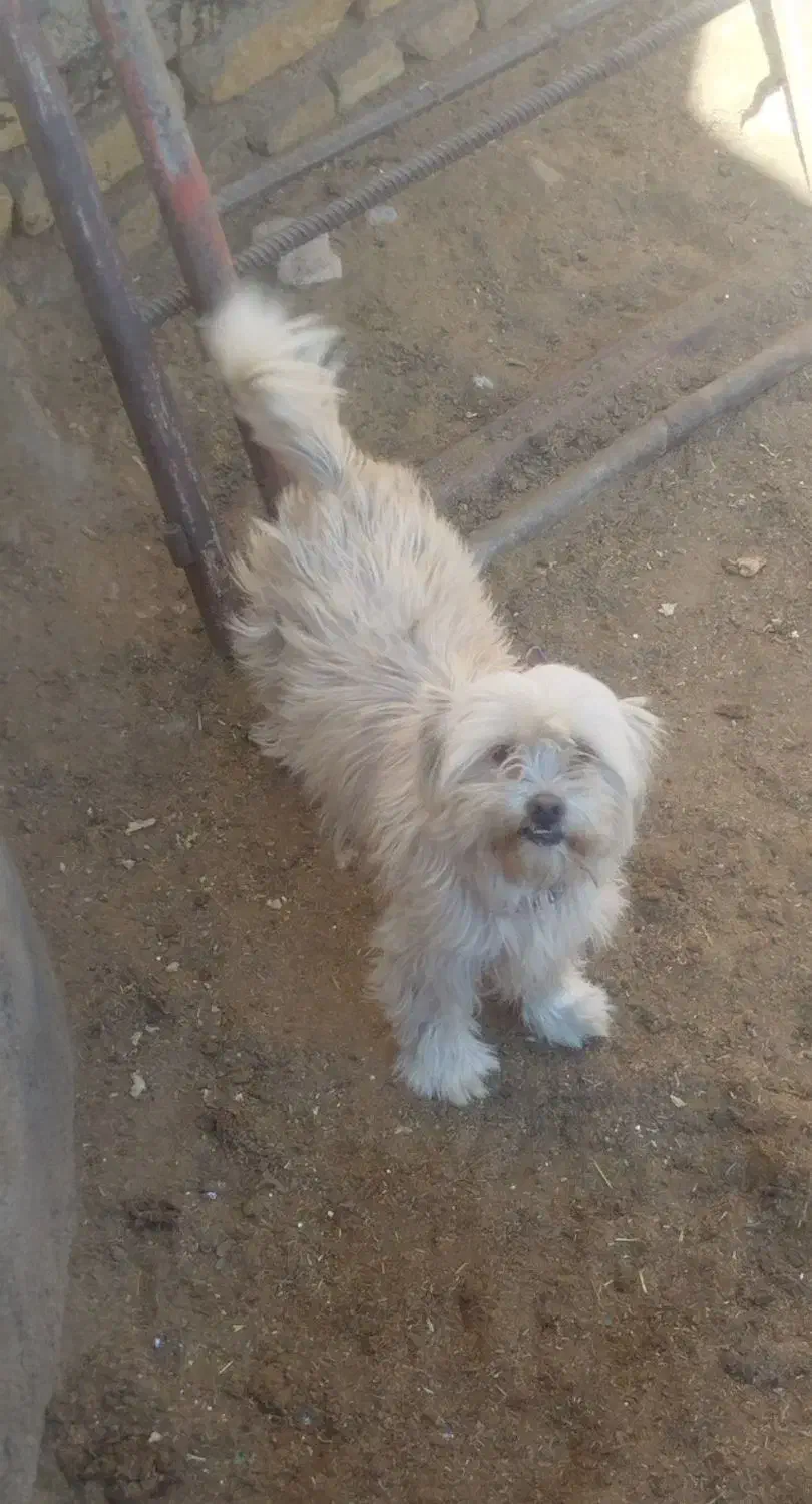 سگ ماده پاکوتاه شیتزو|سگ|سمنان, |دیوار