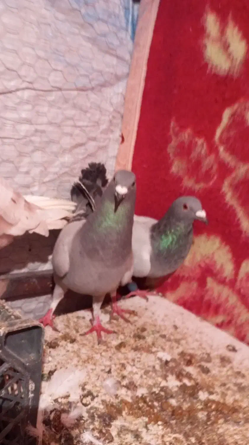 کبوتر پلاکی و کرس|پرنده|جوانرود, |دیوار