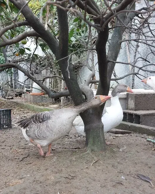 غاز و اردک موسکویی|حیوانات مزرعه|چابکسر, |دیوار