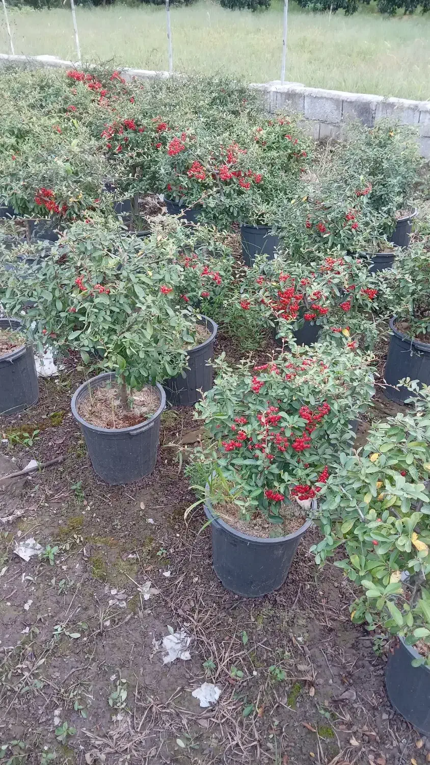 پیرکانتا|خدمات باغبانی و درختکاری|خرم‌آباد (تنکابن), |دیوار