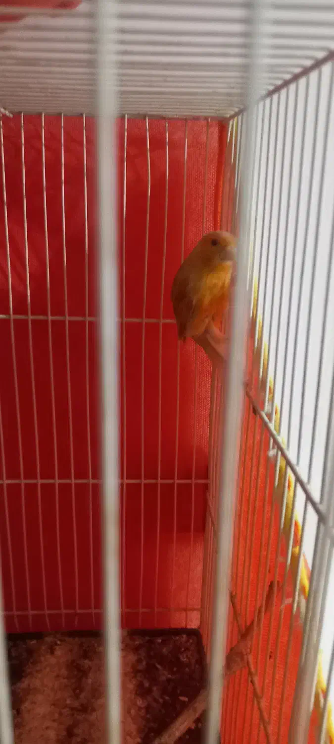 قناری شتری سرخ نرو ماده|پرنده|قوچان, |دیوار