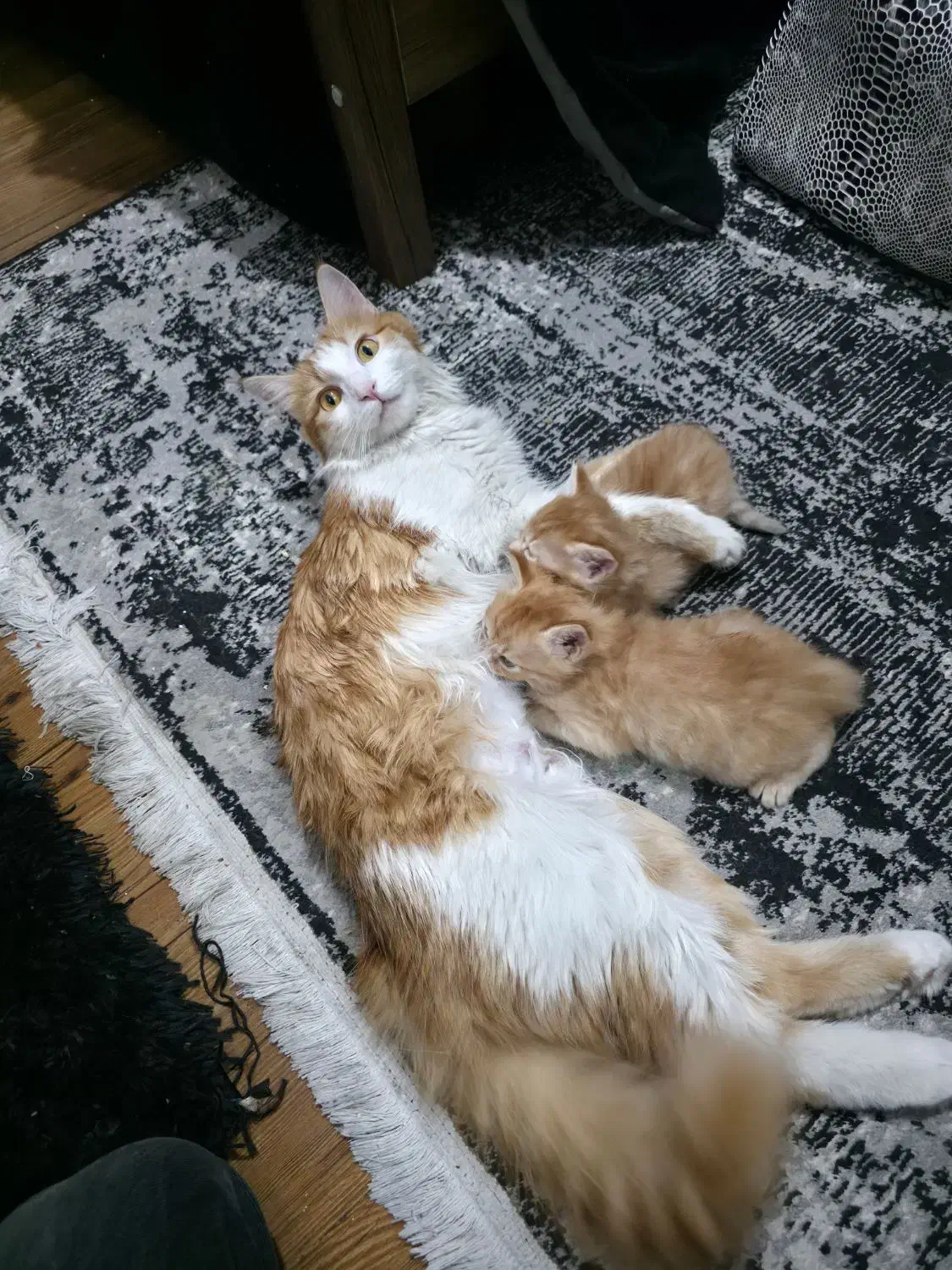 واگذاری دو بچه گربه نارنجی|گربه|قرچک, مهدیه|دیوار