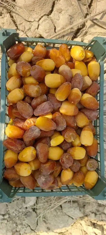رطب عسلی خرمای کبکاب خشت|خوردنی و آشامیدنی|فولادشهر, فولادشهر|دیوار