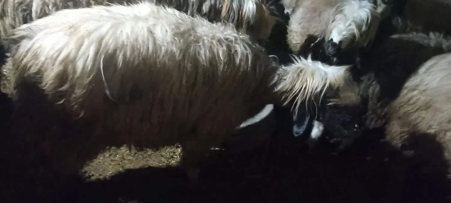 شیشک ترکی سالم سرحال دوماه برخورده|حیوانات مزرعه|گتوند, |دیوار