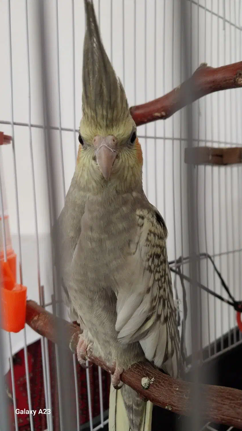 عروس هلندی نر صدفی پروانه ای|پرنده|تربت جام, شهرک آزادگان|دیوار