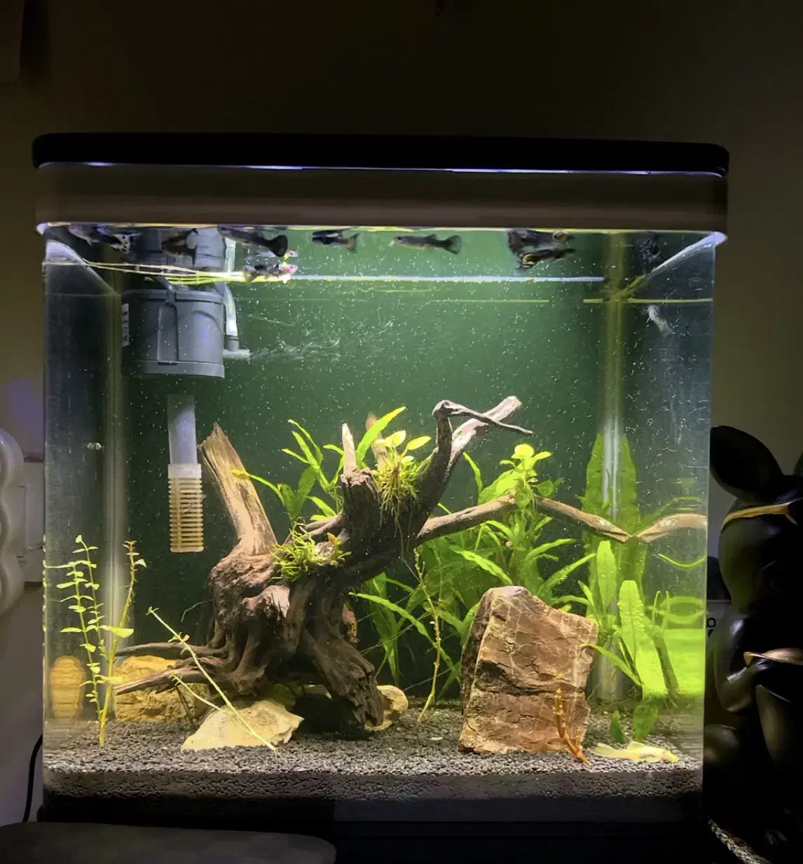 اکواریوم شرکتی نو اکبند با تجهیزات سالم|ماهی|اسلامشهر, مطهری|دیوار