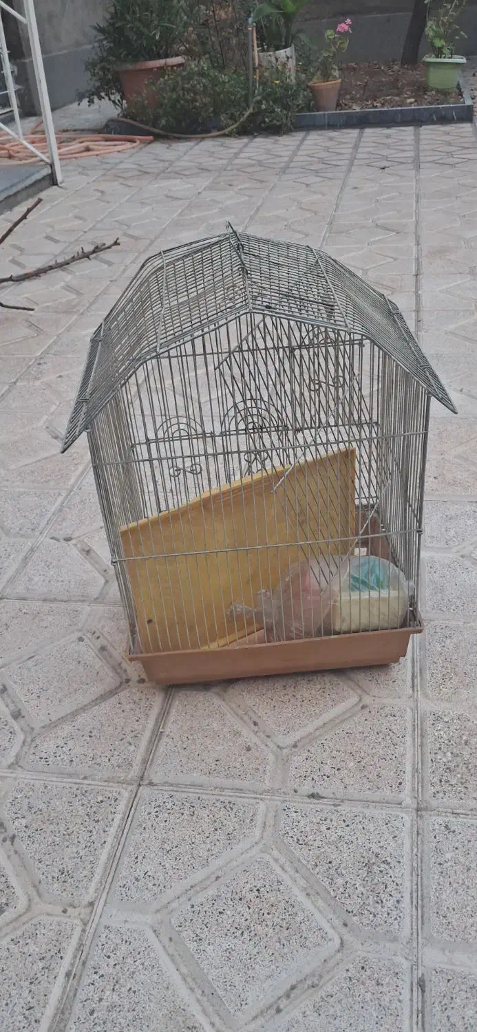 قفس پرندگان|لوازم جانبی حیوانات|اردبیل, |دیوار